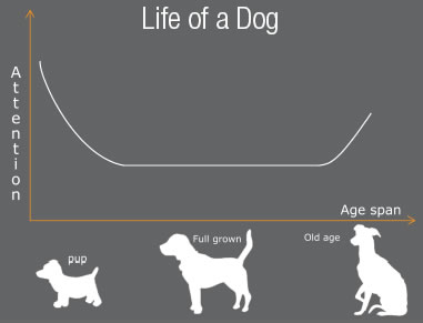 lifecycle